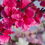 Collier or jaune 375 pampilles 43 cm - vue D1