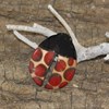 Broche Coccinelle Émaillé Doré Pois Rouge - vue V4